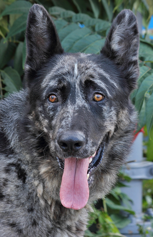 Blue merle outlet german shepherd